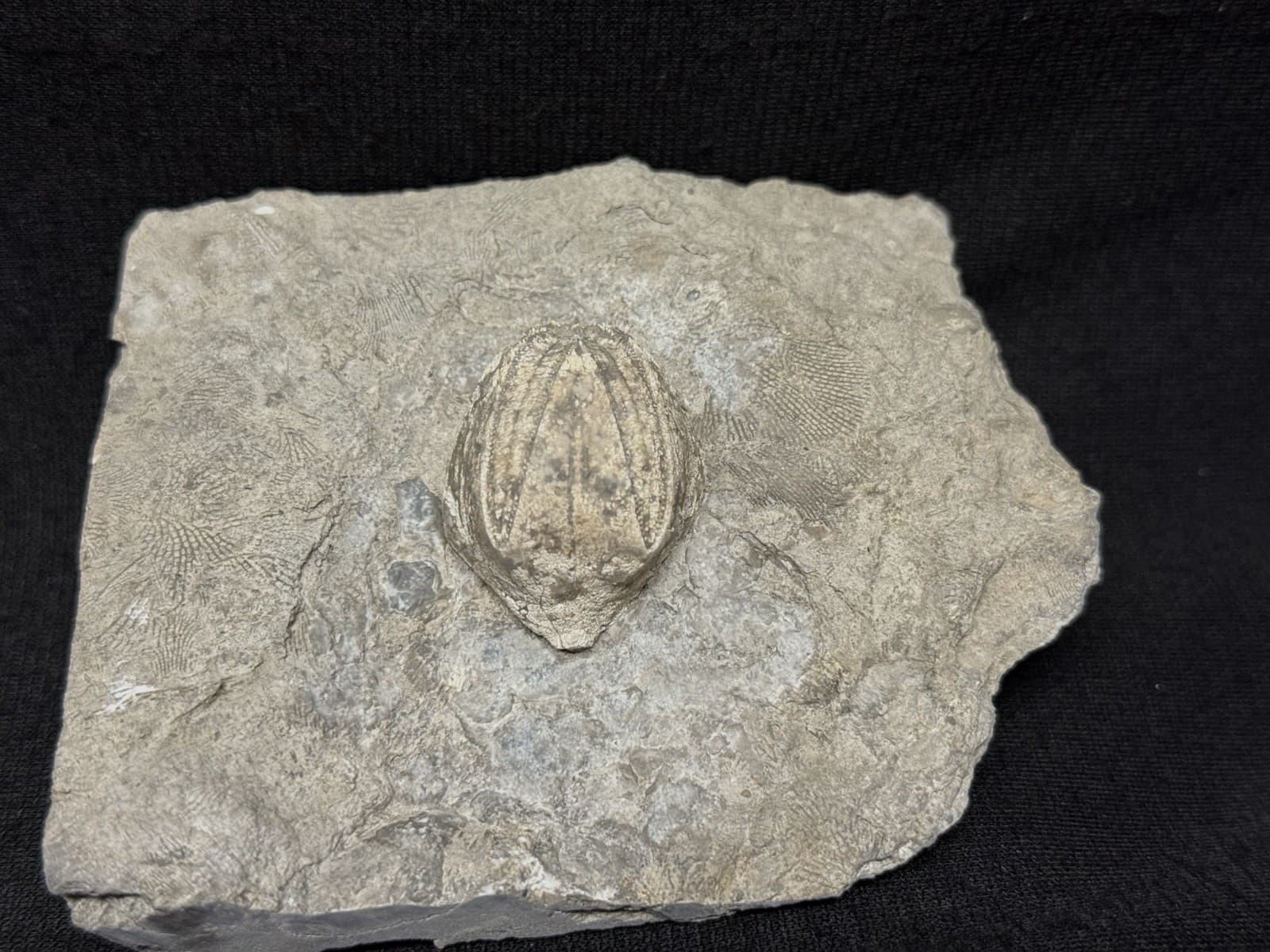 Blastoid-Killer Prepared Monster Pentremites From Indiana-Fossils, Trilobite
