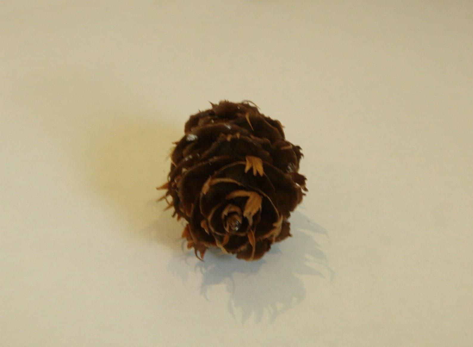 Douglas Fir Cones (12 pcs) - USA Cones For Crafts 5