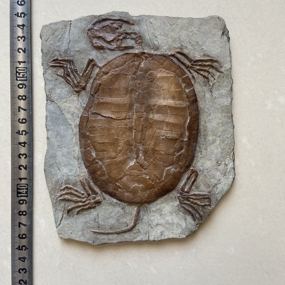 Unique and authentic fossil fossils of ancient organisms A04 2