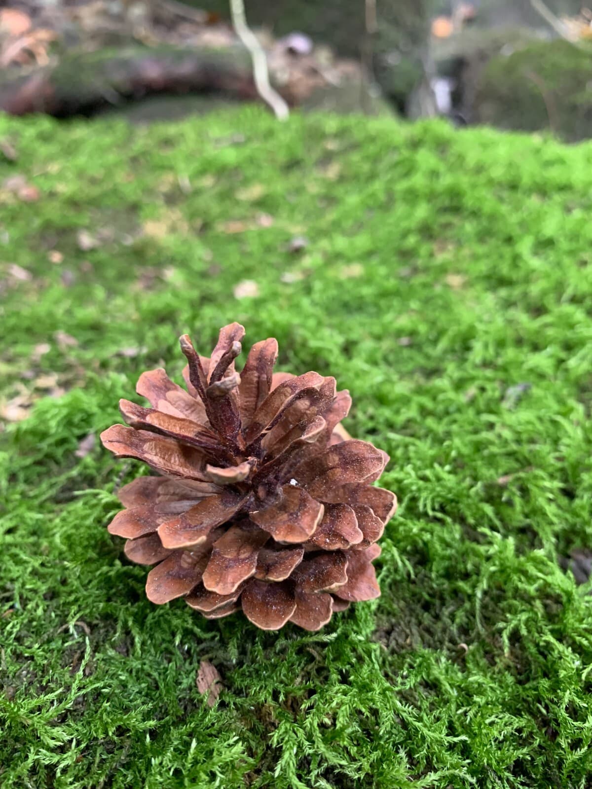 Pine Cones 50 count, Jack Pine 2