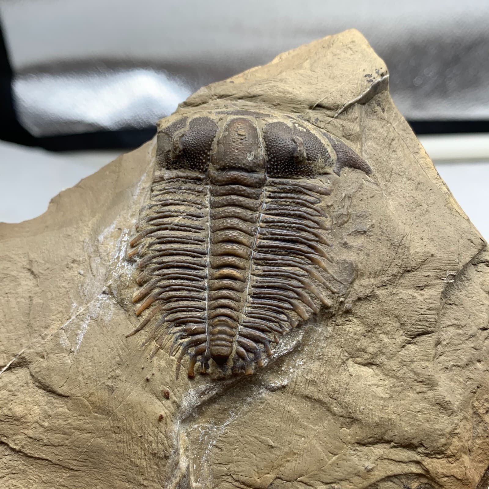 520g Late Middle Cambrian trilobite fossils from Shandong 2