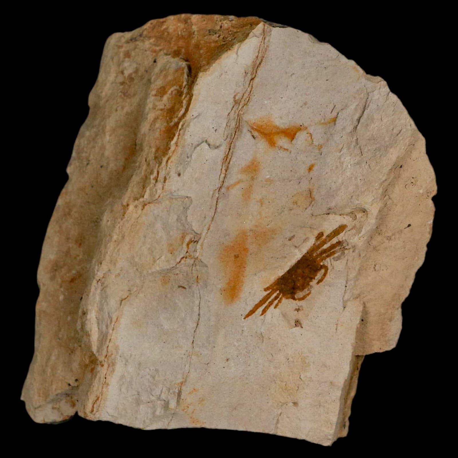 1.2" Fossil Crab Pinnixa Galliheri Pea Crab Monterey Cty San Luis Obispo Miocene 5