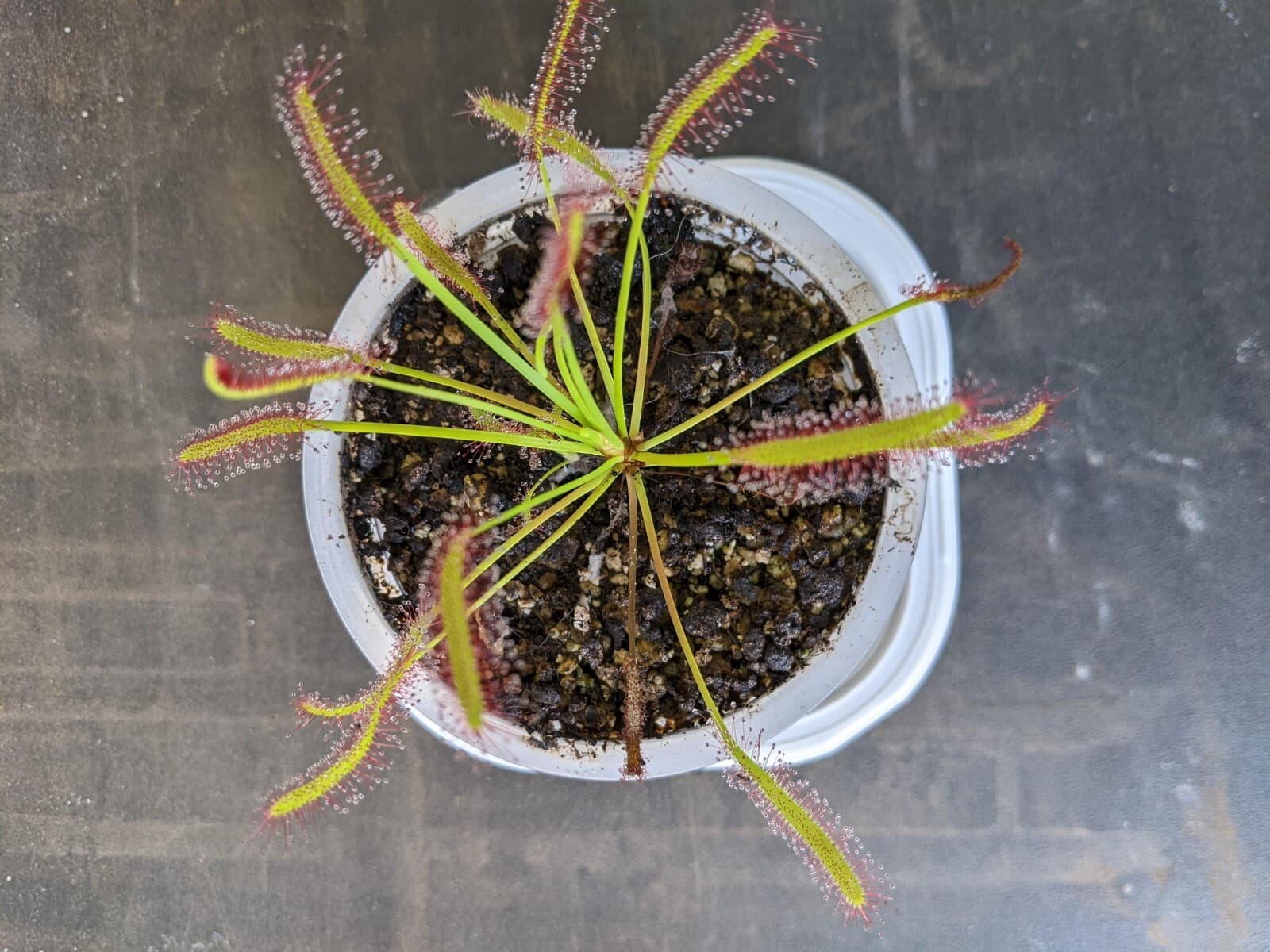 250+ Drosera capensis Cape sundew carnivorous plant seeds! 3