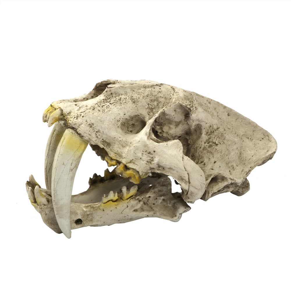 Smilodon Saber Toothed Tiger Skull 1:1 Replica Skull Resin Skull Model 3