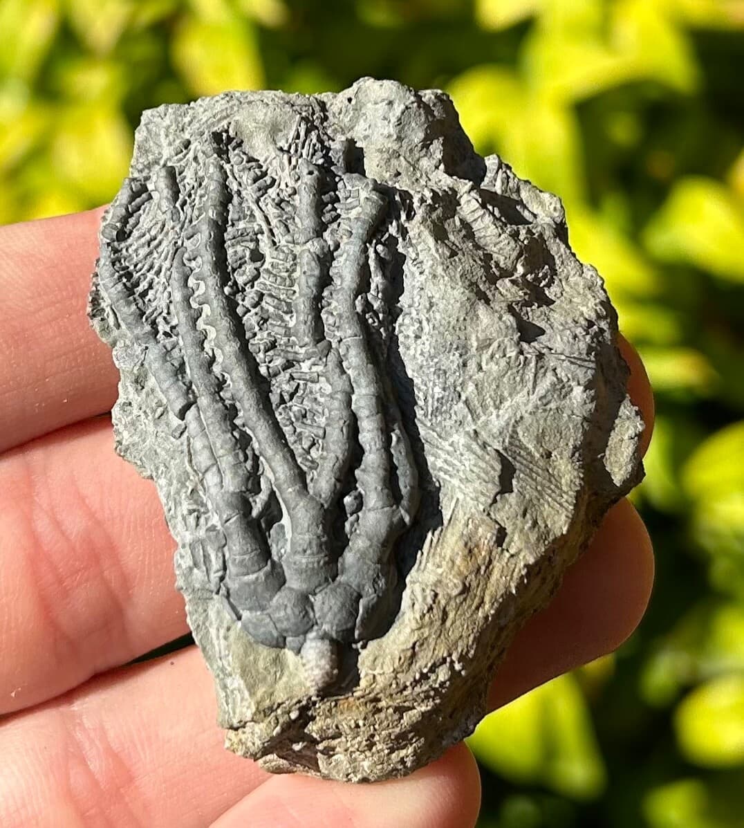 NICE Fossil Crinoid Barycrinus rhombiferous Edwardsville Formation Indiana