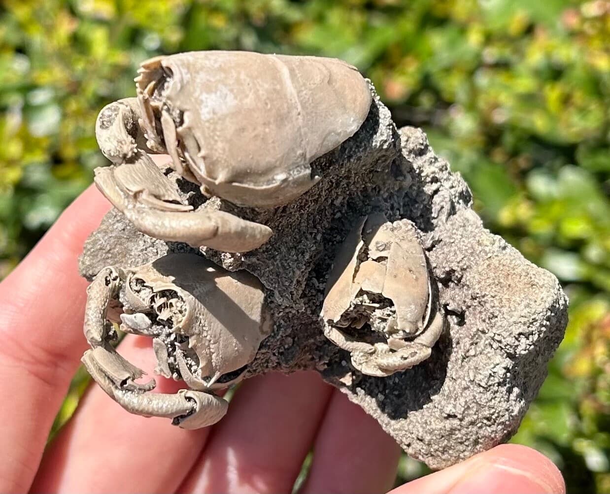 TRIPLE Florida Fossil Crabs in Matrix Ranilia muriceta Pliocene Crustacean Rare 3