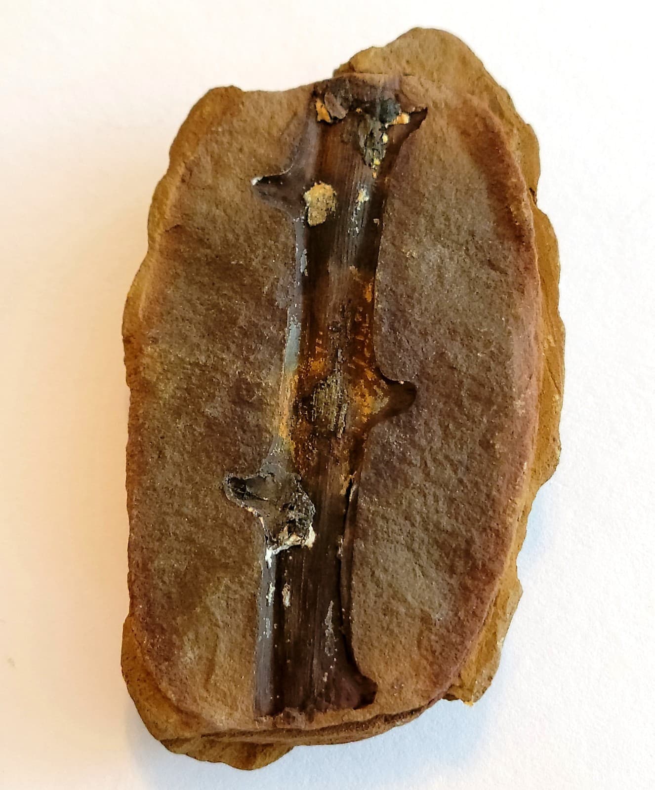 Mazon Creek Woody Stem with Nodes Fossil Nodule Pair 2