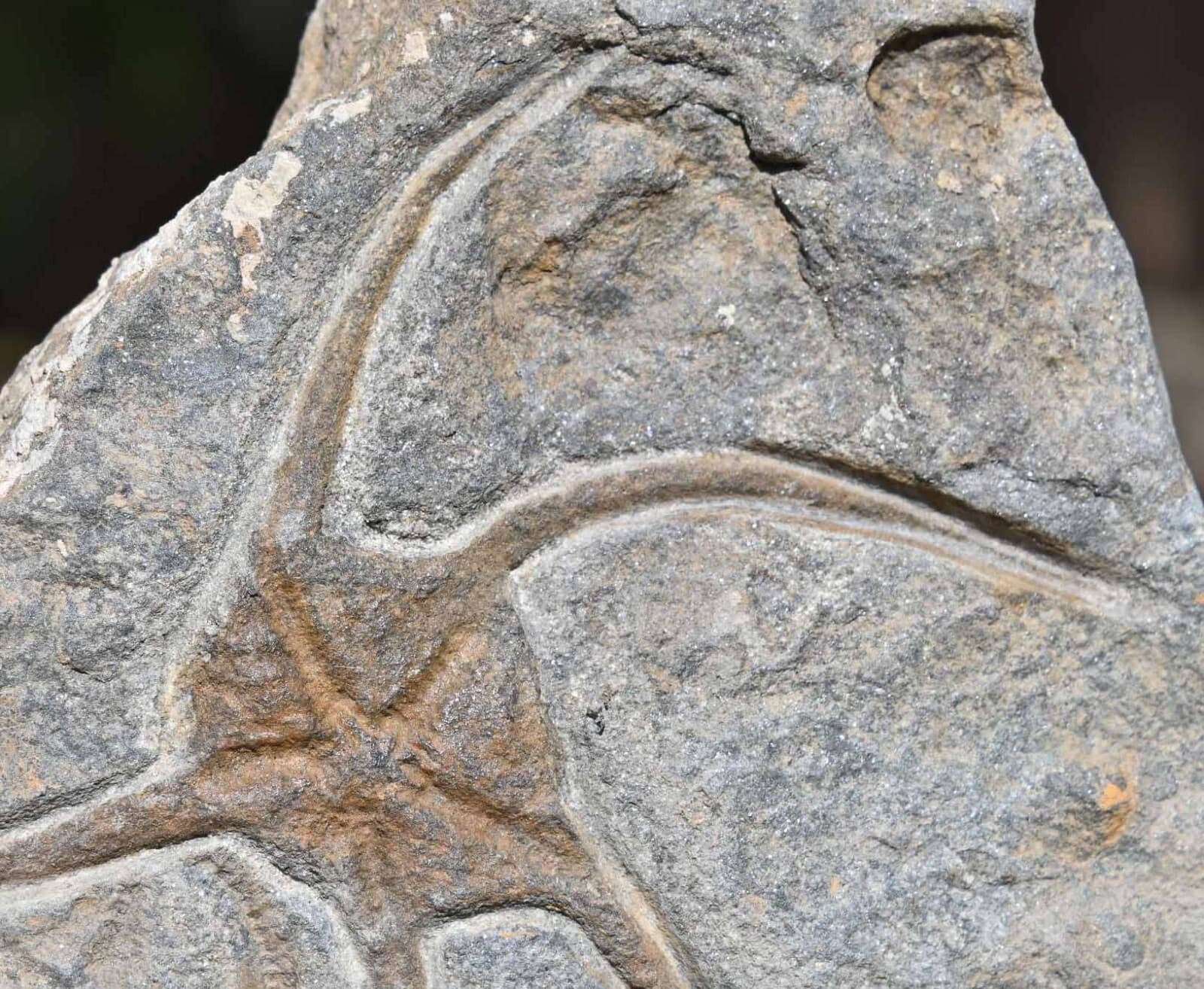 Ordovician Ophiuroid with a trilobite and  a crinoid 'float', from Morocco 3