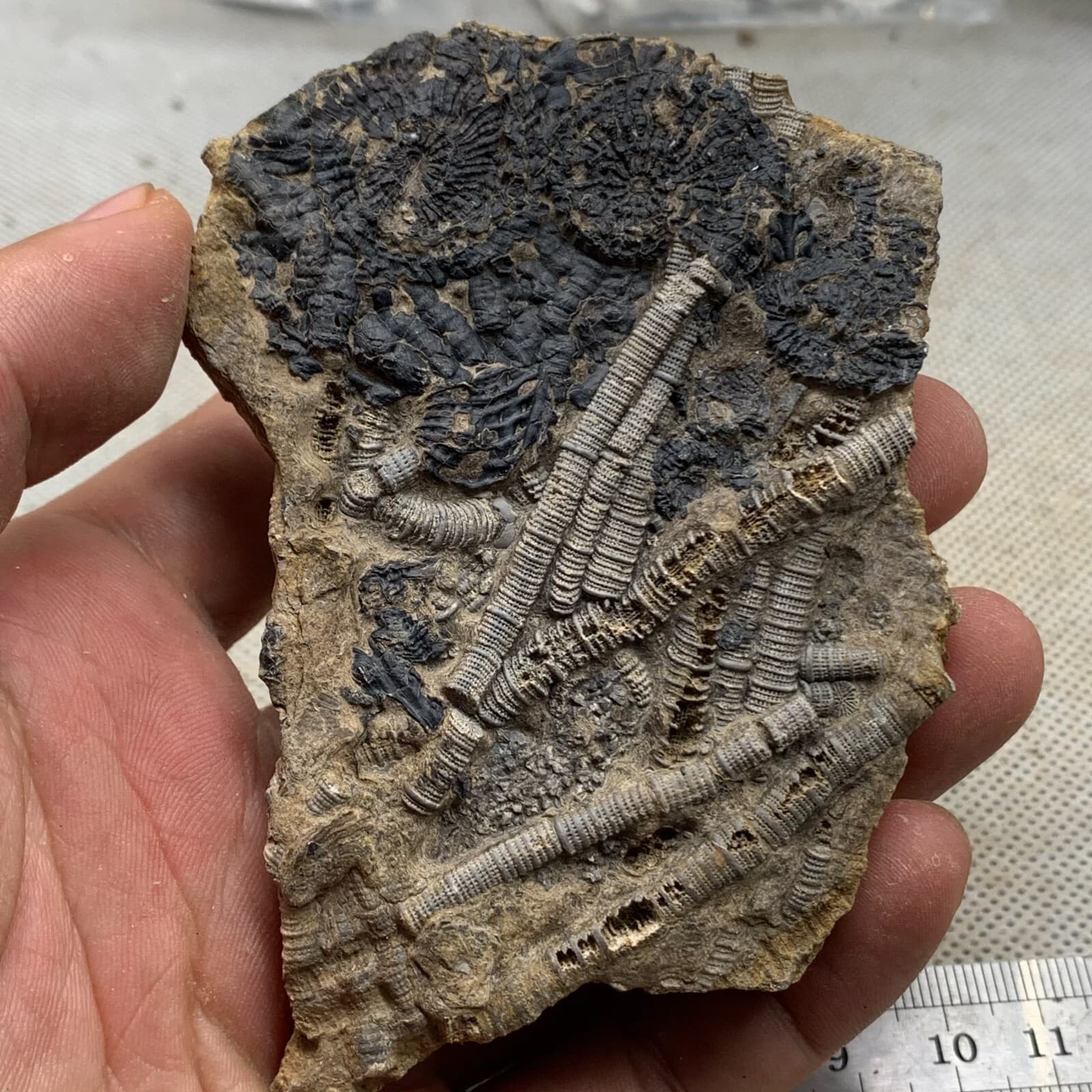120 grams of fossils of crinoid from the Guanling Biota in Guizhou 5