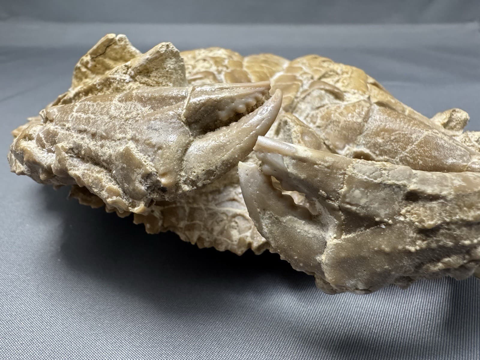 Museum Quality Fossil Crab 6