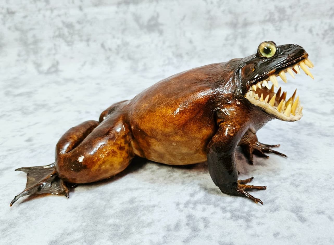 Giant Frog Taxidermy Oddities- bullfrog Cane Toad shark monster 4