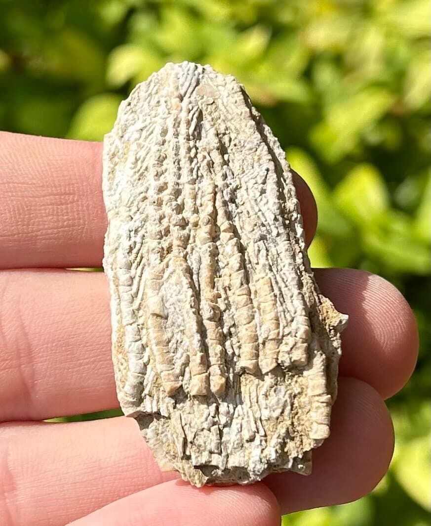 Alabama Fossil Crinoid Aphelecrinus randolphensis Bangor Limestone Formation 2