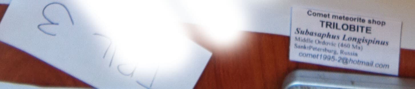 Trilobite SUBASAPHUS LONGISPINUS, Middle Ordovician, 460 ma, S-Petersburg,Russia 3