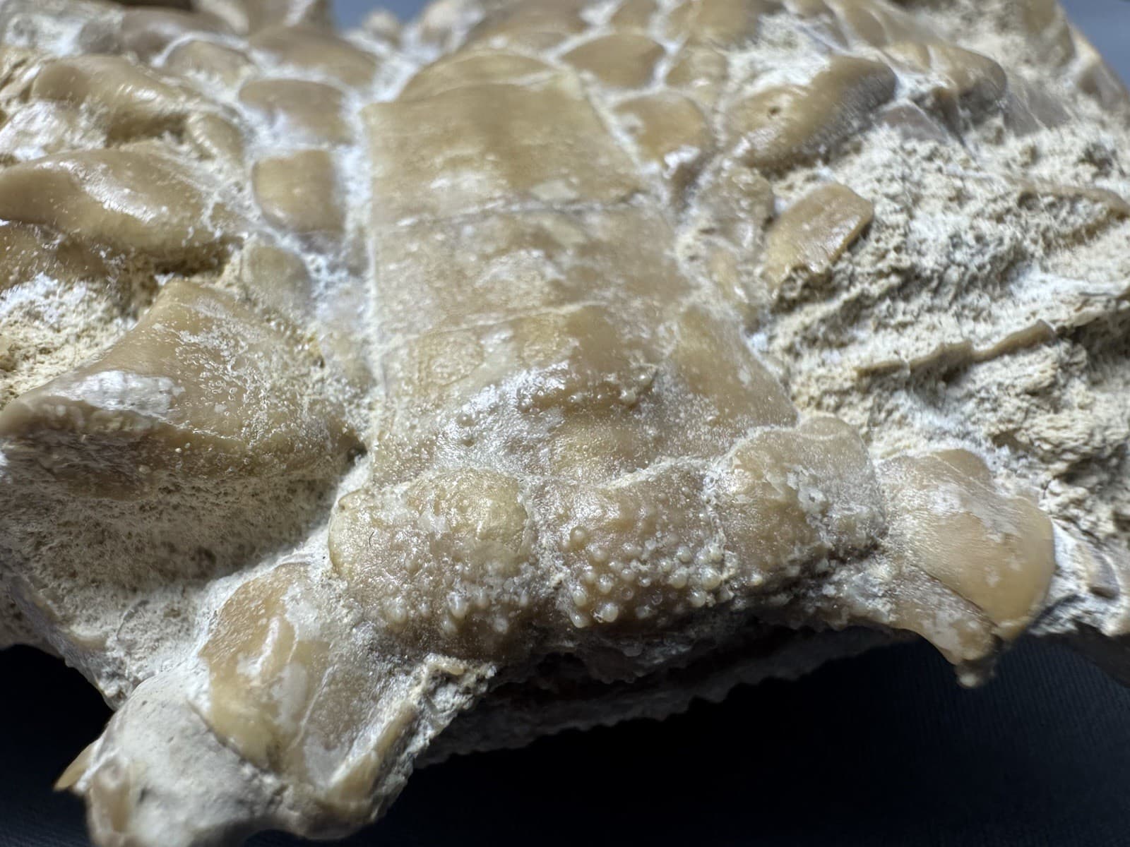 Museum Quality Fossil Crab 4