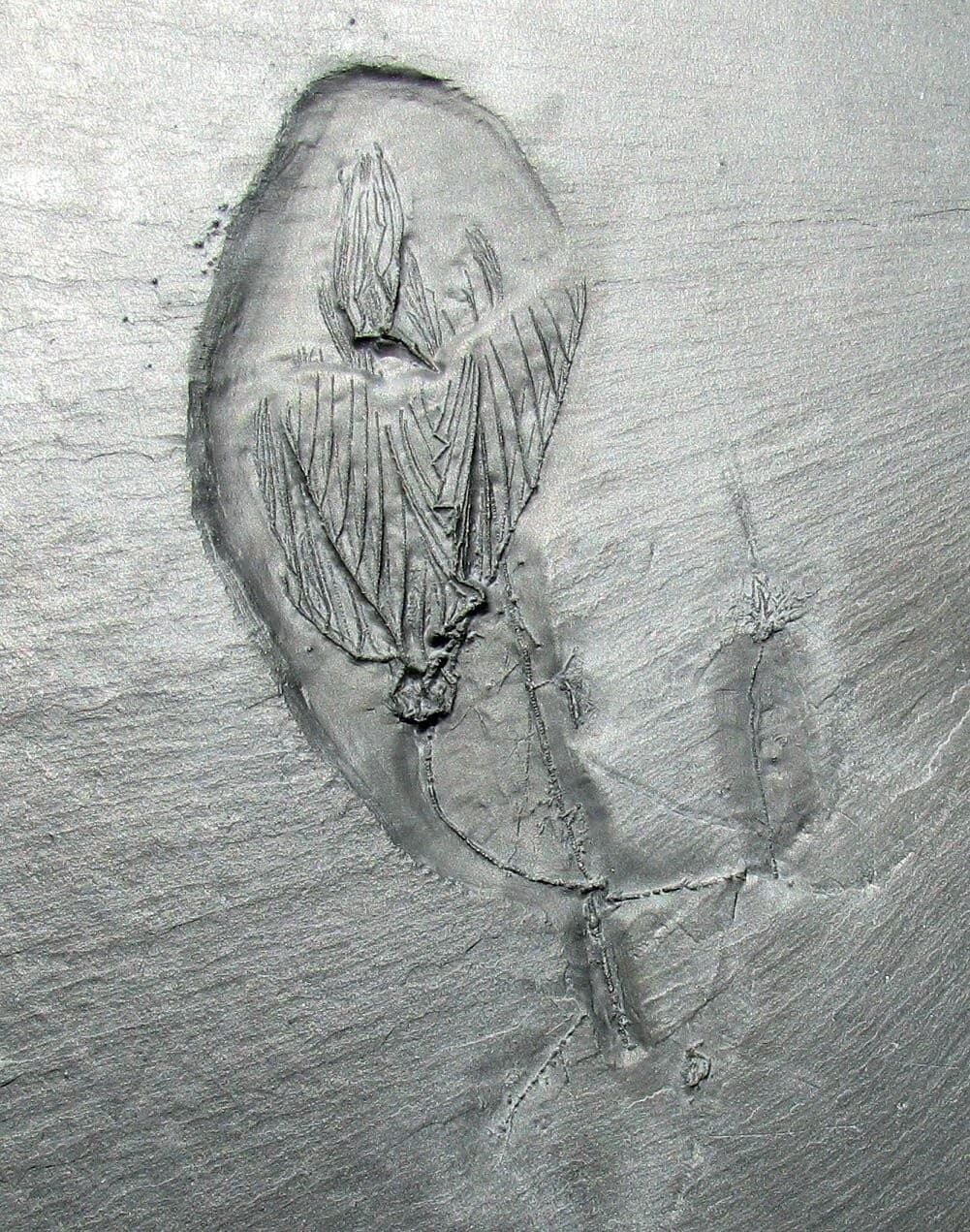 EXTREMELY RARE BUNDENBACH MULTIPLE CRINOID FOSSIL PLATE - THREE DIFFERENT TYPES! 4