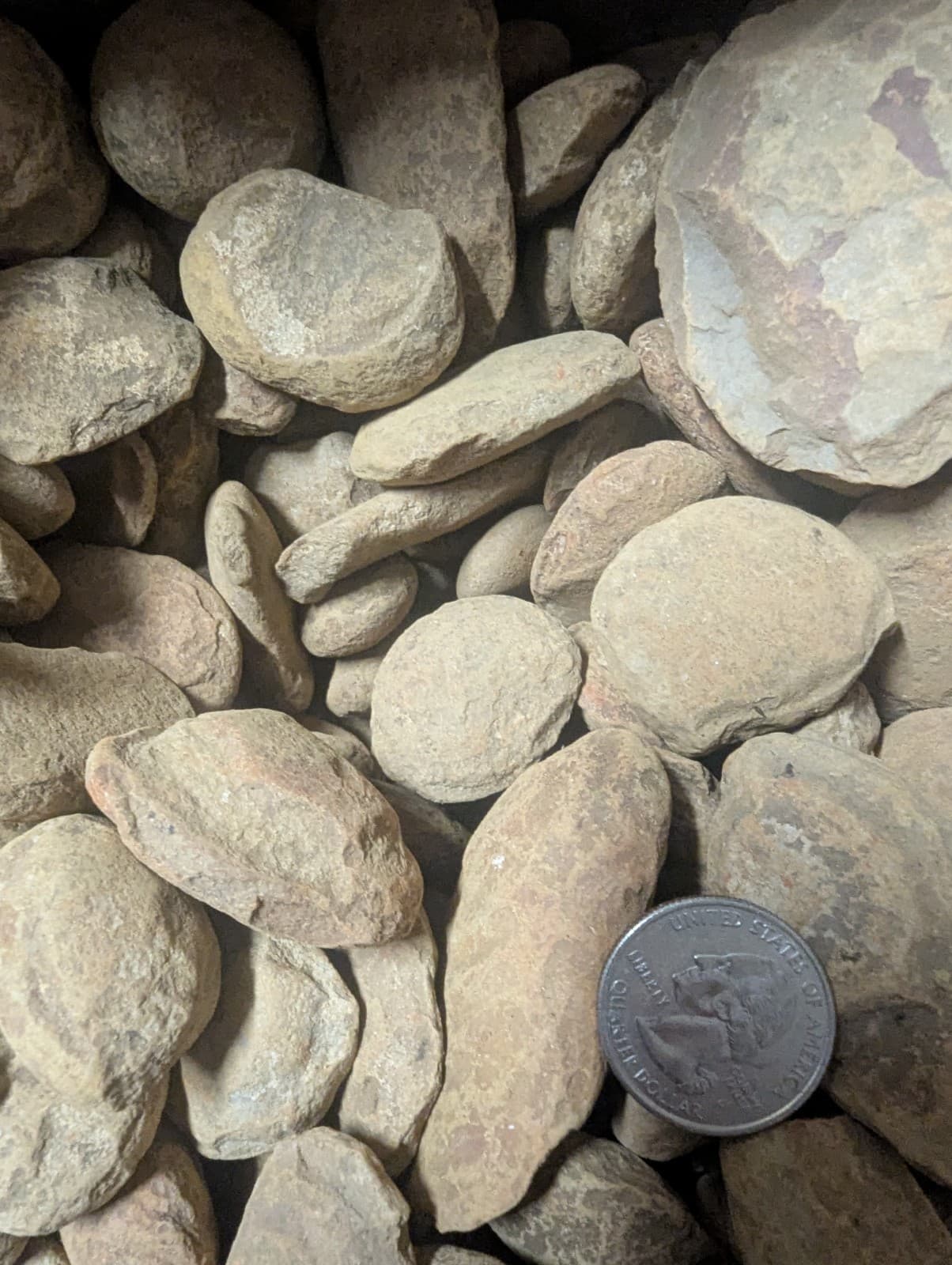 1 Mason creek fossil concretion per lot. Plant fern animal fish spider shrimp 3