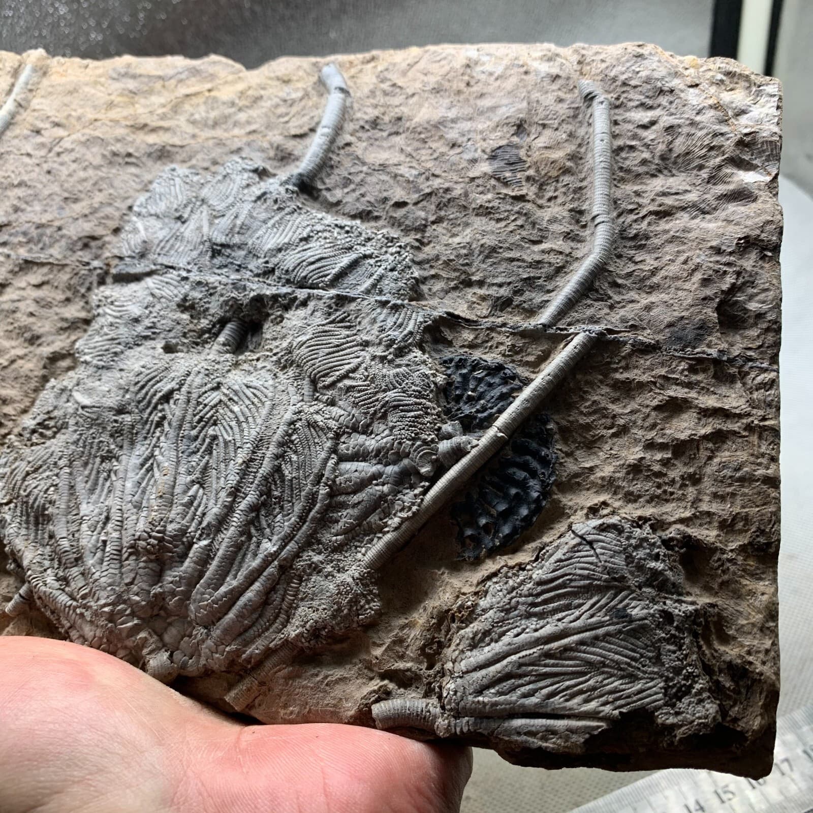 1650 grams of fossils of crinoid from the Guanling Biota in Guizhou 2