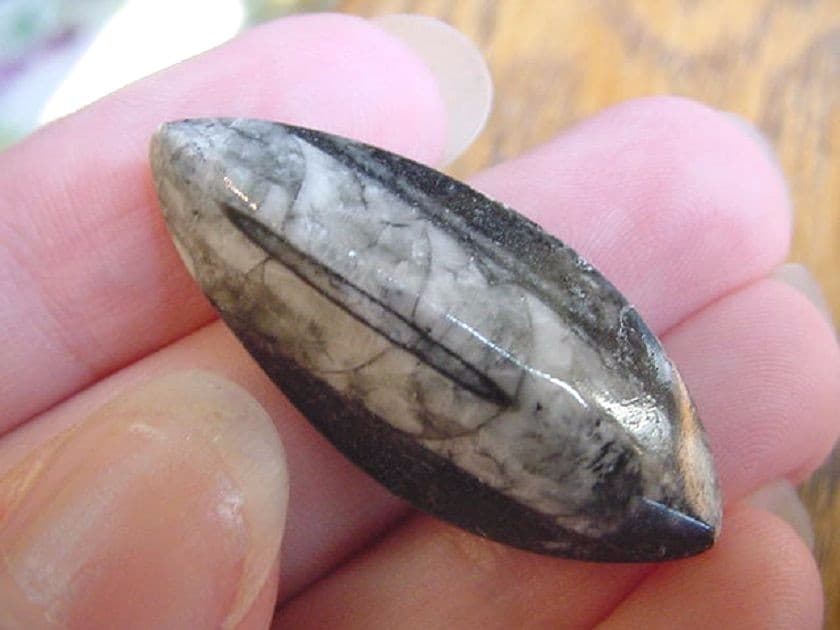 (f370-z) 1.5" Orthoceras marbilized fossil straight shell nautiloid cephalopod