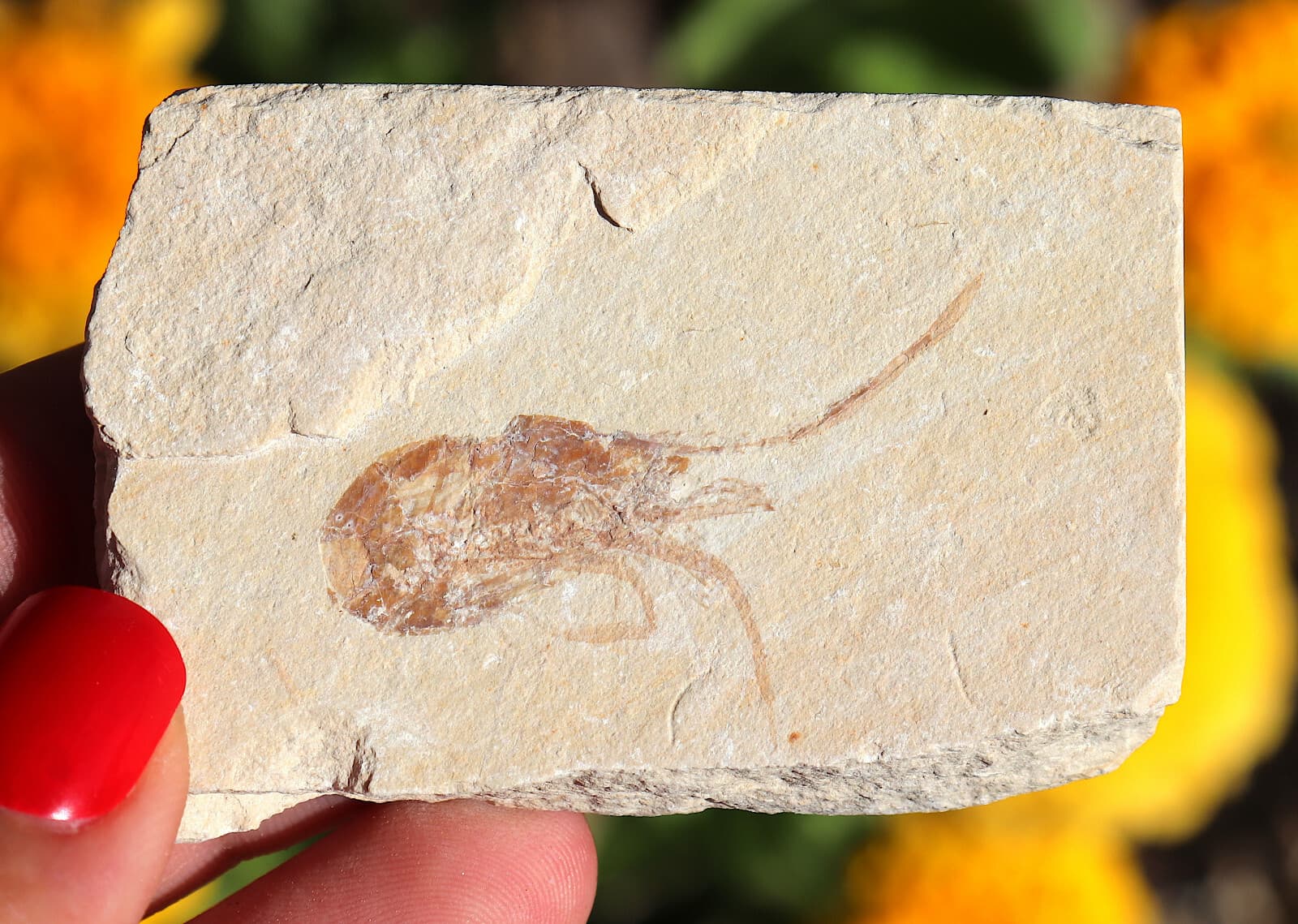 Jurassic Fossil Shrimp Solnhofen Germany    Well Preserved History  6.7 Cm's 3