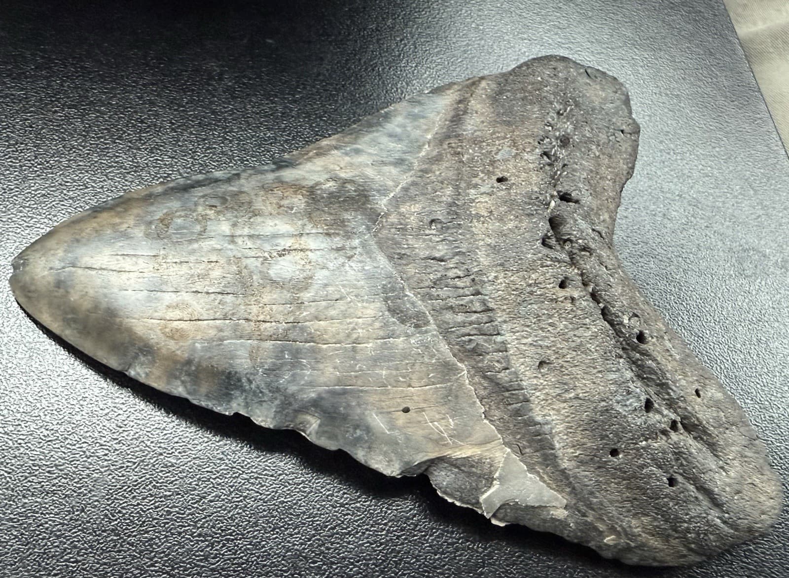 Fossilized Megalodon Shark  Tooth, 5.14” 3