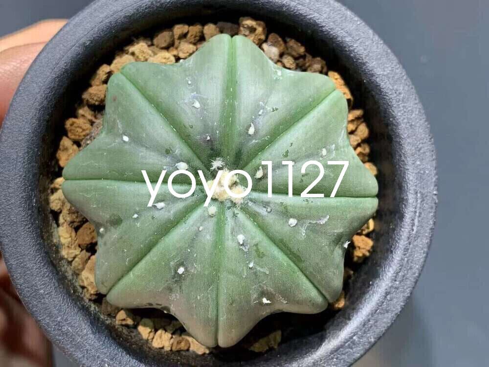 2PCS Astrophytum asterias star shap cactus Succulent plants Garden Bonsai 3-5CM 2