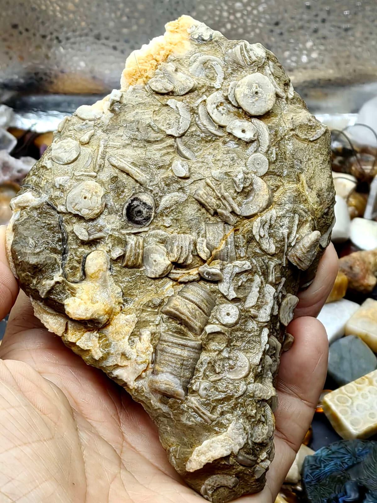 Natural Devonian prehistoric Jurassic biota crinoids Fossils 3