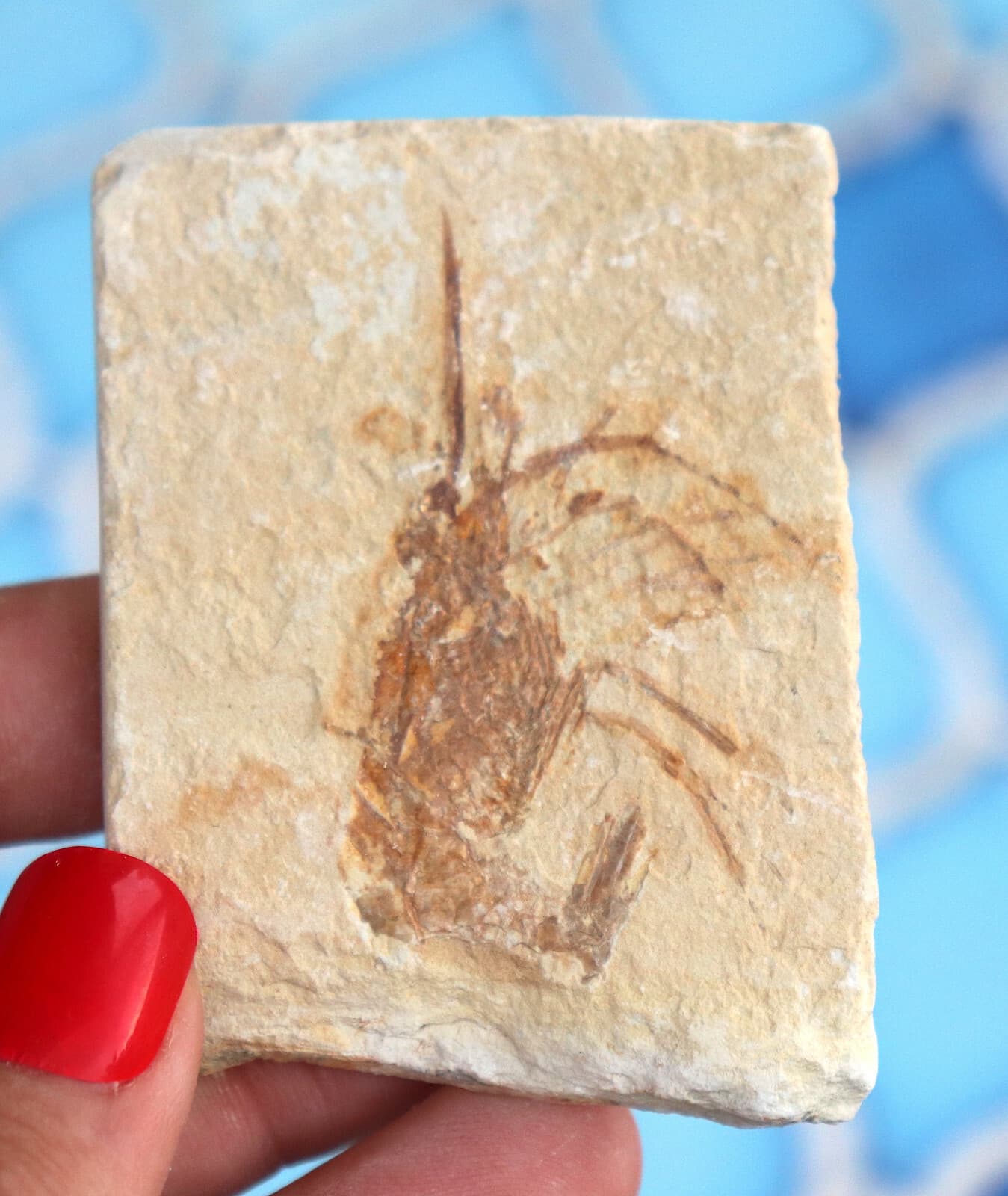 Fossil Shrimp Solnhofen Germany   Jurassic   Well Preserved History   6.3 Cm's 3