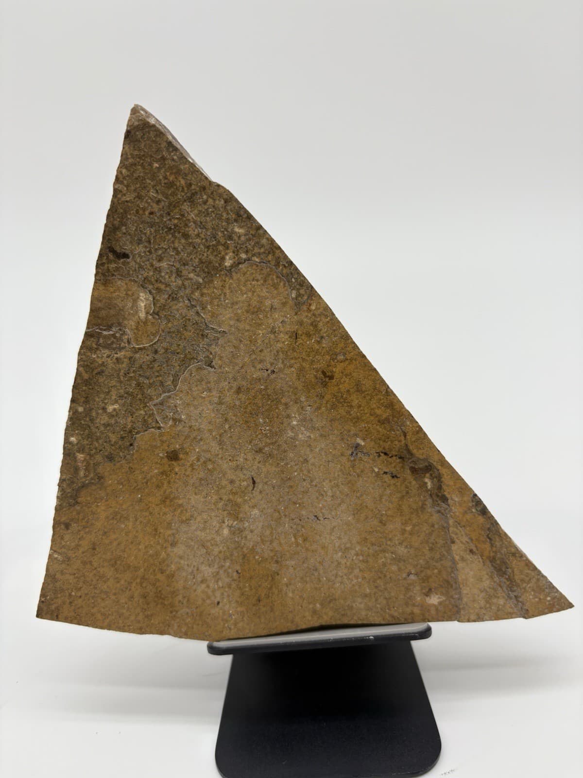 Fossil Fish Impression in Shale Rock Slab – Natural Specimen 6