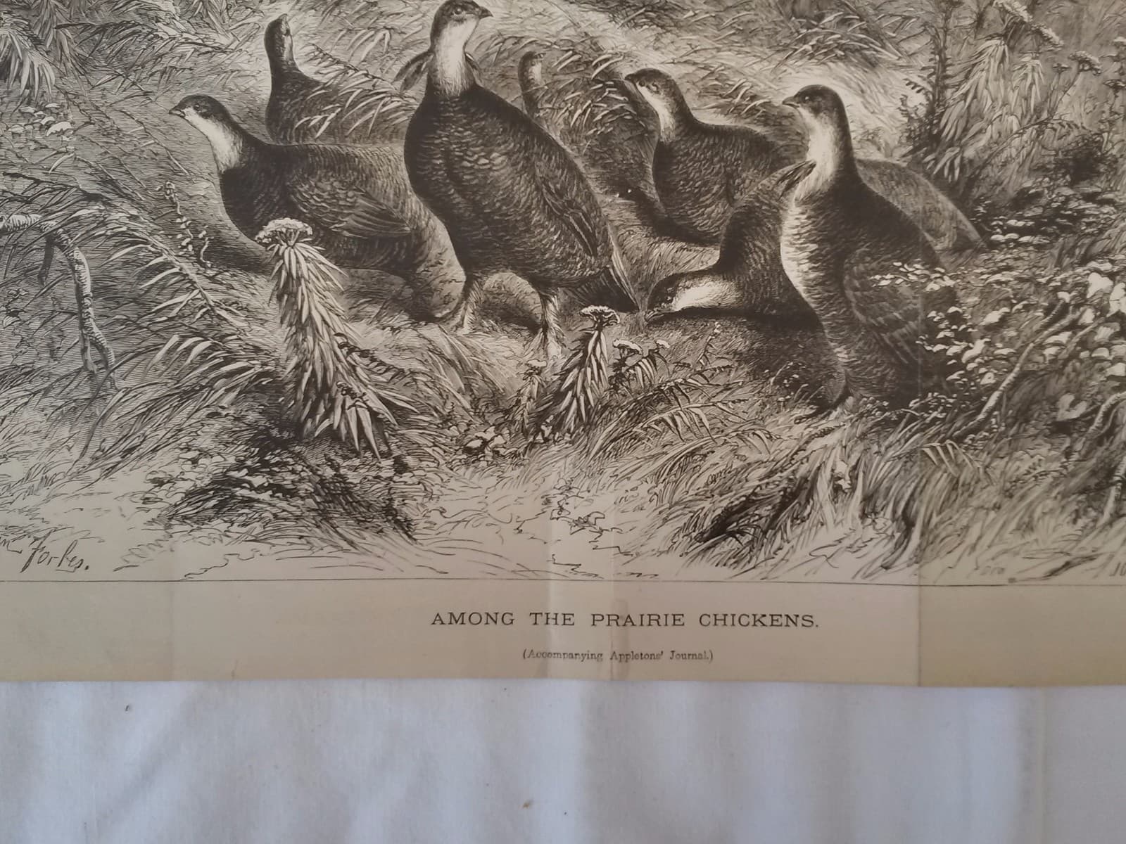 Circa 1870 Litho  "Among the Prairie Chickens" Accompaniment Appleton Journal 3