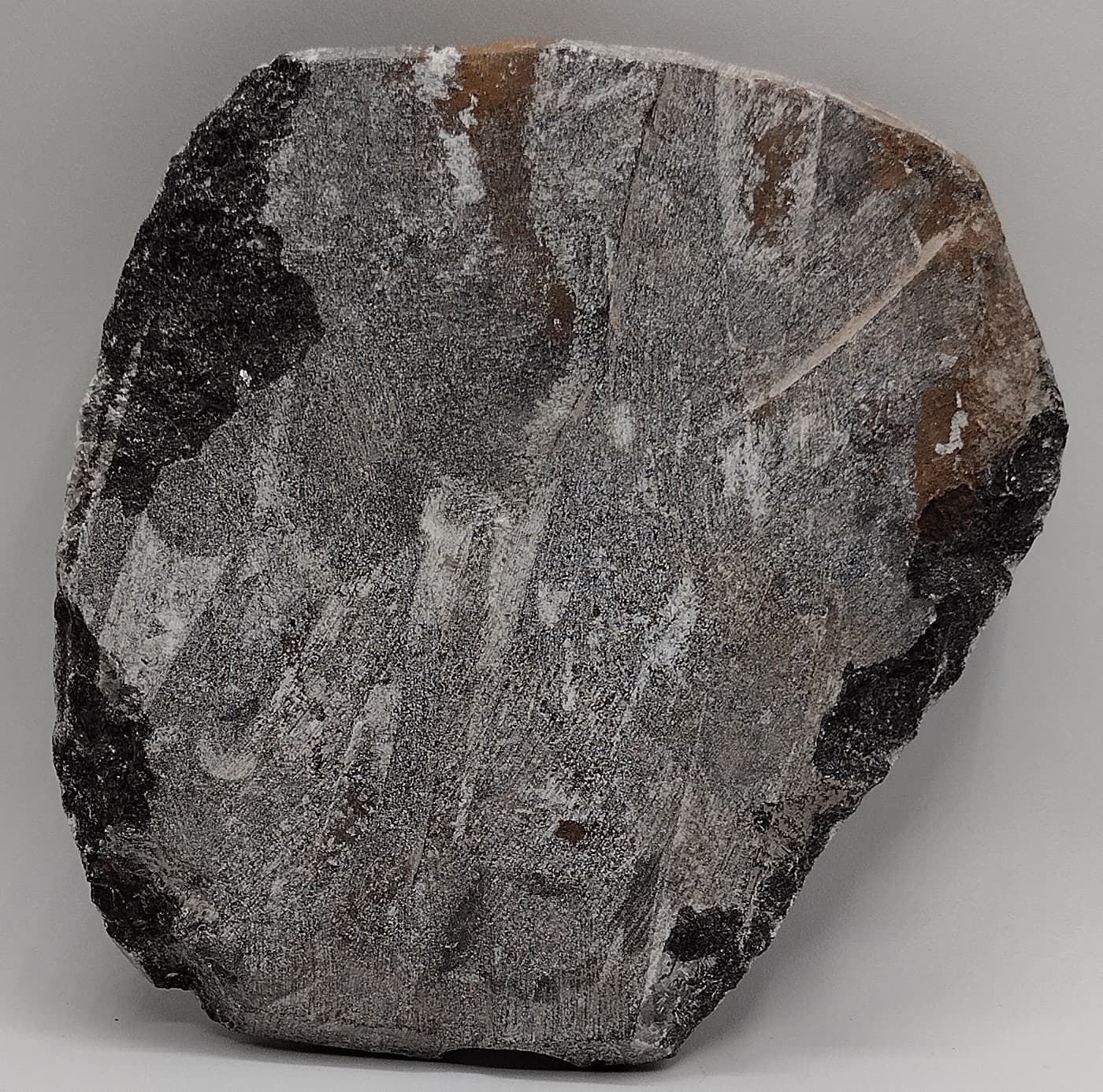 Polished Orthoceras Fossil Plate Black Marble 5.5" x 5" 718g Morocco Specimen (2 2