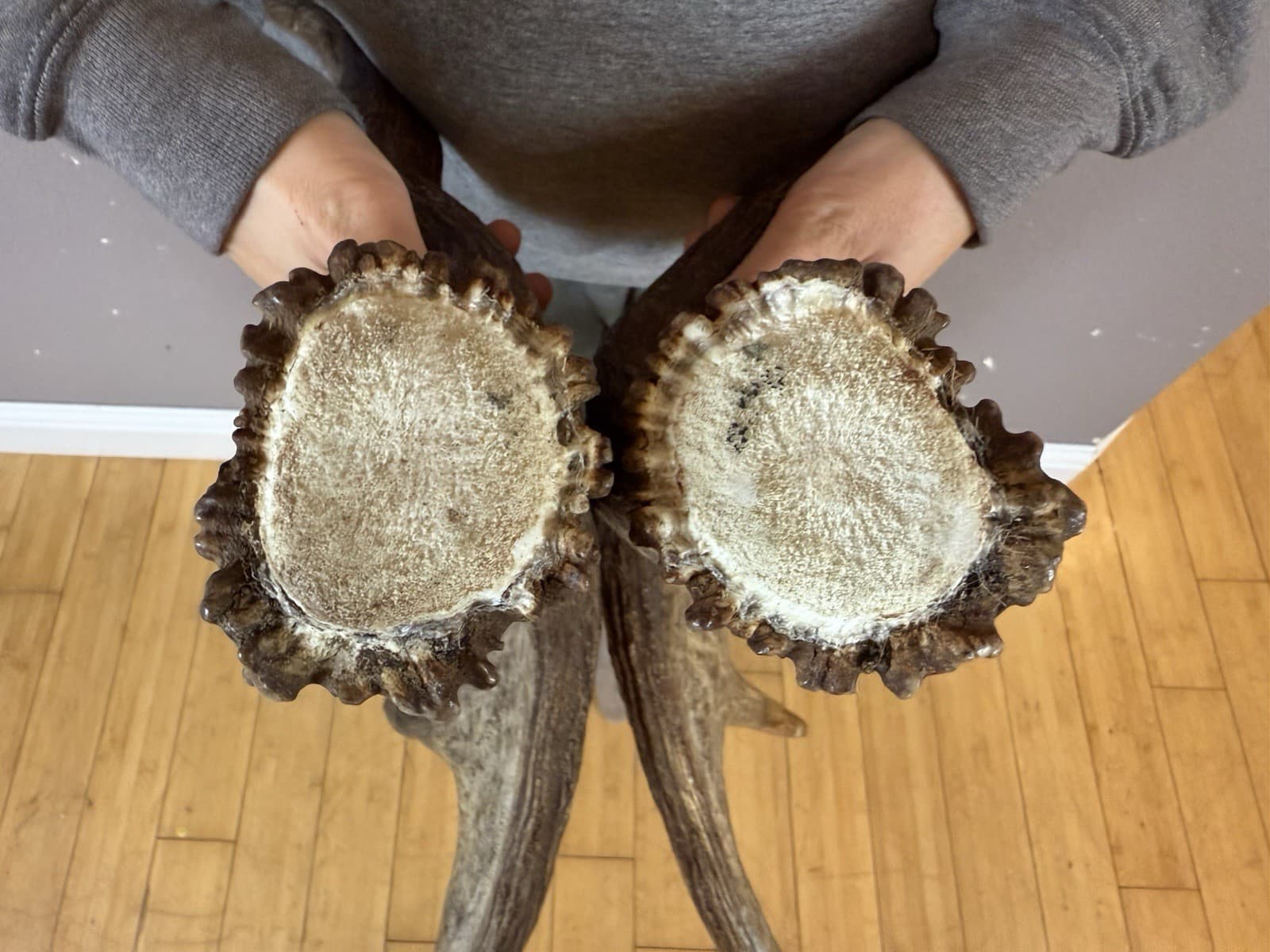 Moose Antler Shed SET Matched Horns Sheds Mount Carving Wild Decor Small 3