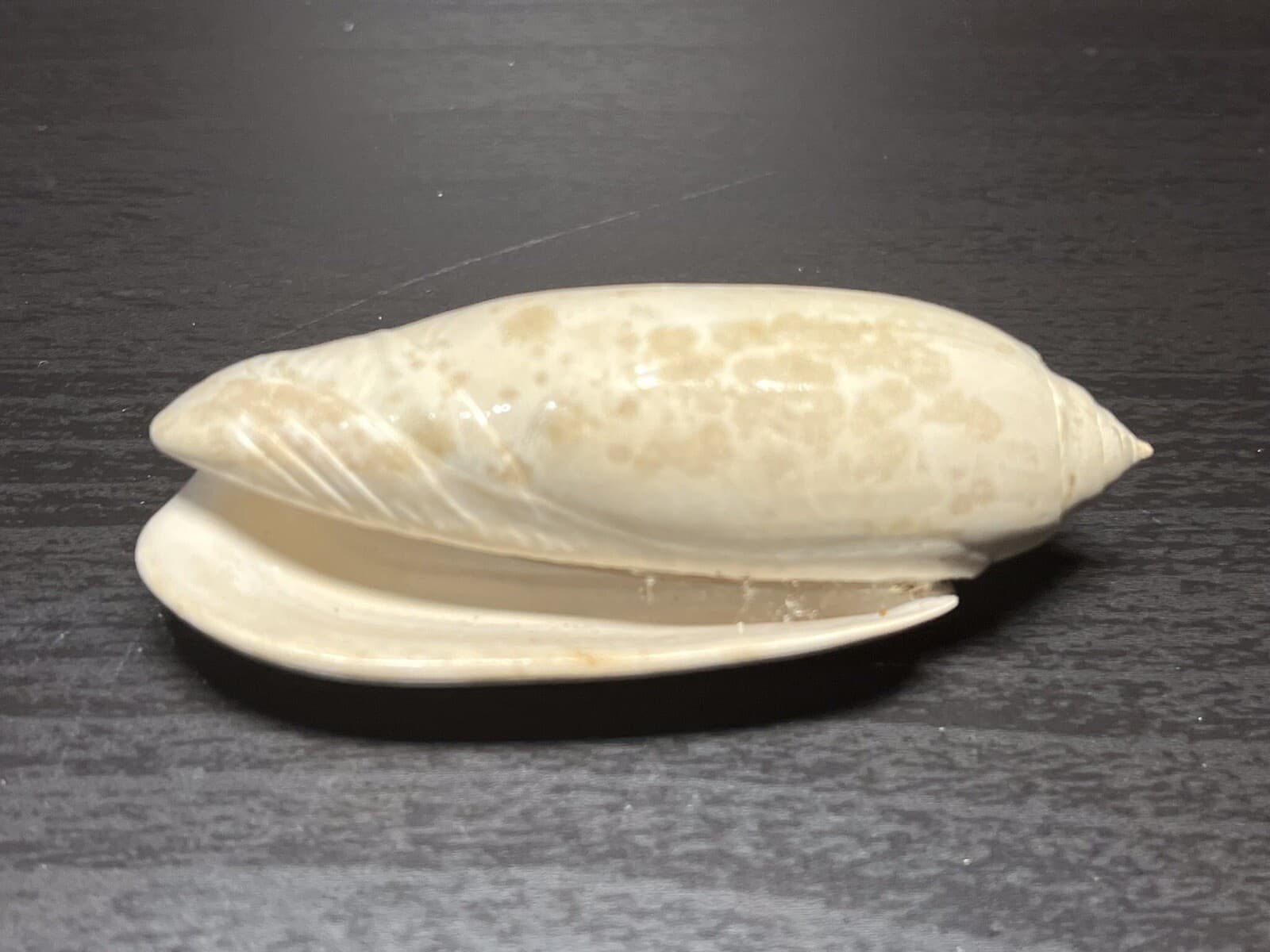 Fossil Olive Shell. Olividae Olivia Sayana. Lettered Olive Caloosahatchee Form 5