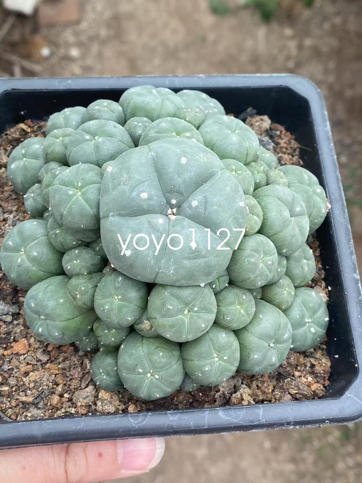 10-12cm Multi headed Cactus RareSucculent Plant Family Garden plants 6