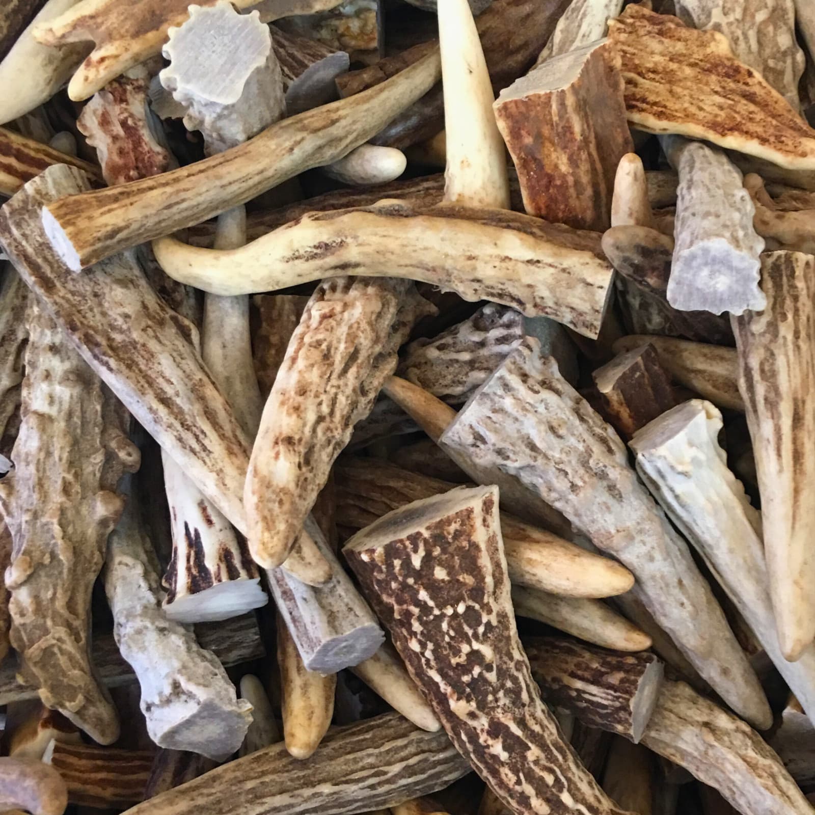 24 - Medium Deer Antler Gnarly Brow Tine Tips, Points, Pendants (Grade A) 2"-3" 2