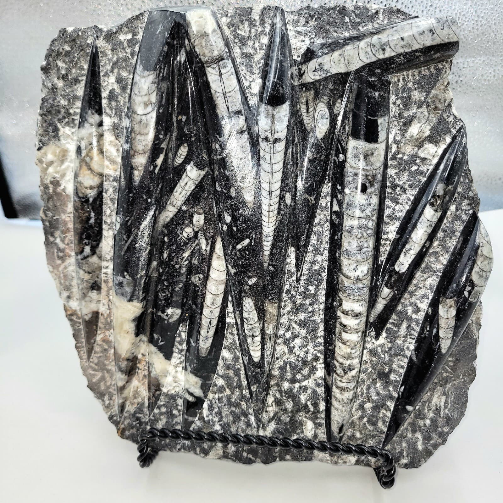 Orthoceras Fossil Mollusk Ammonite 8lb 5.5oz.  3