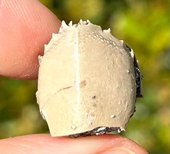 Crab Fossil Ranilia muriceta Florida Pliocene Crustacean Intracoastal Formation 2