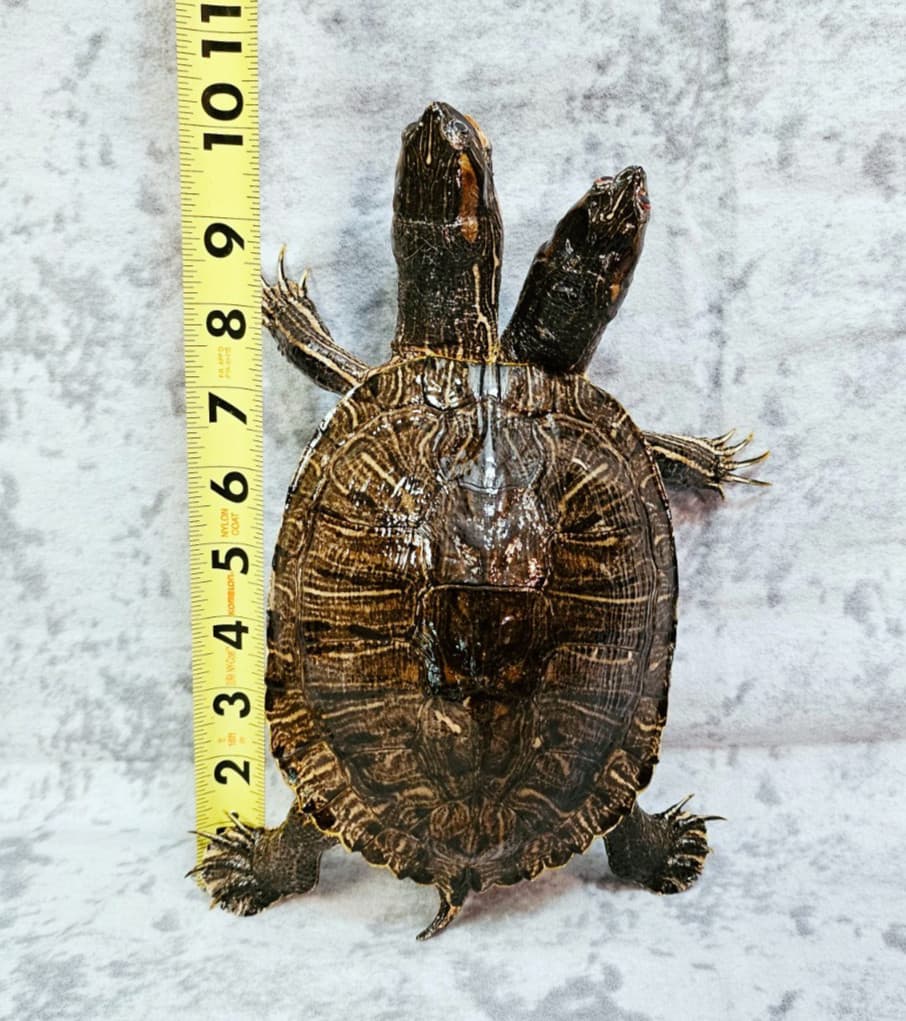 Two-Headed Turtle Taxidermy Gaff Snake Reptile Lizard 2