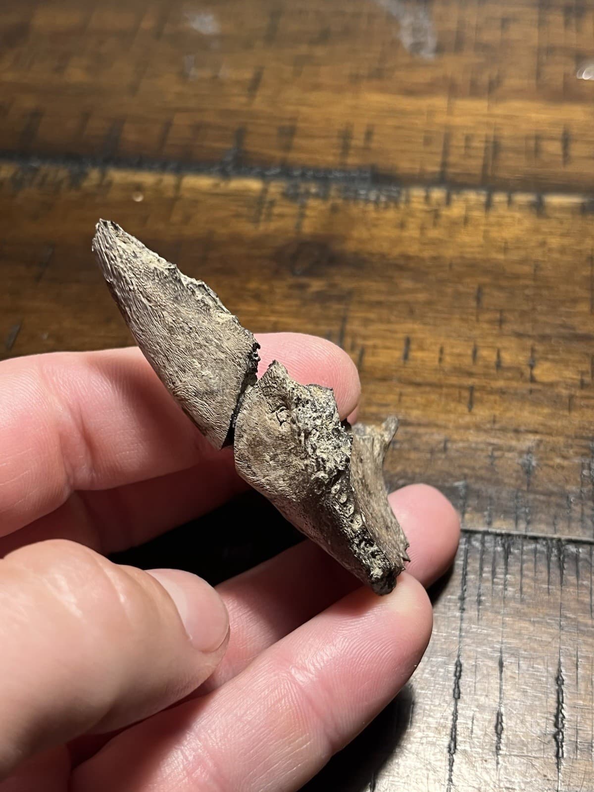 Rare Turtle Lower Jaw Dinosaur Age Fossil Hell Creek Formation SD 4