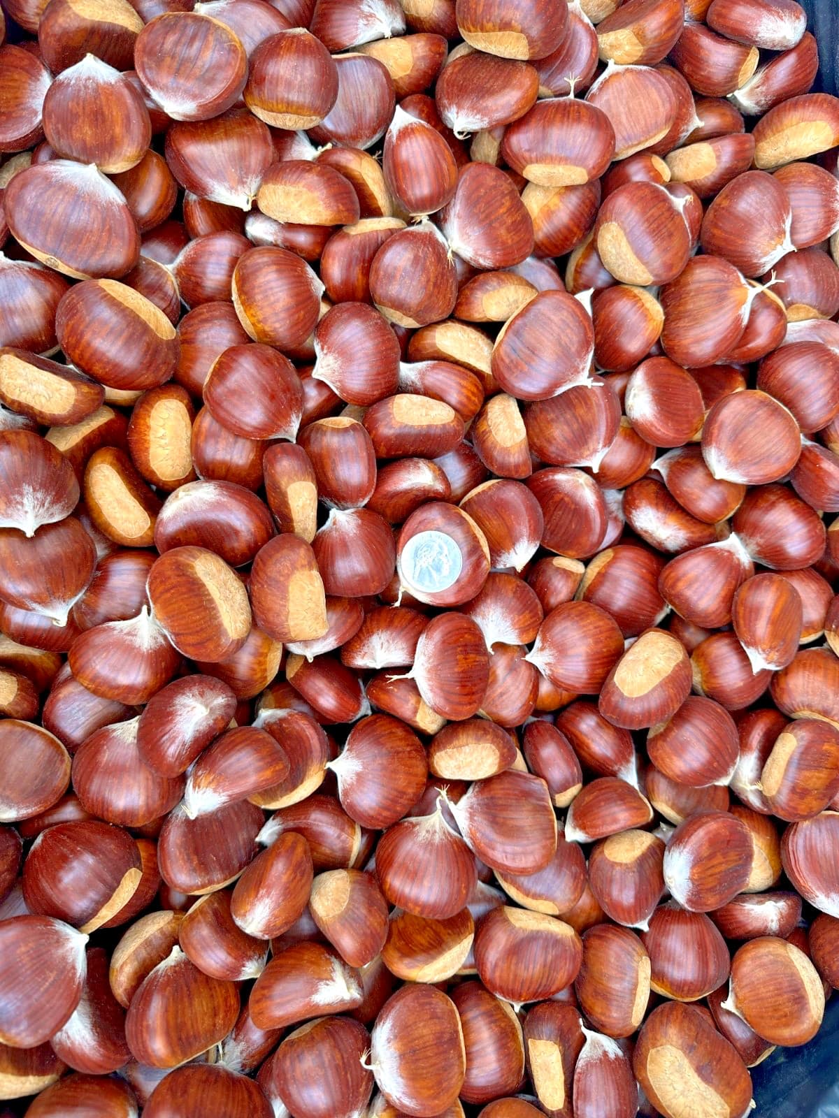 Fresh Oregon Chestnuts *LARGE* 3 lbs. 5