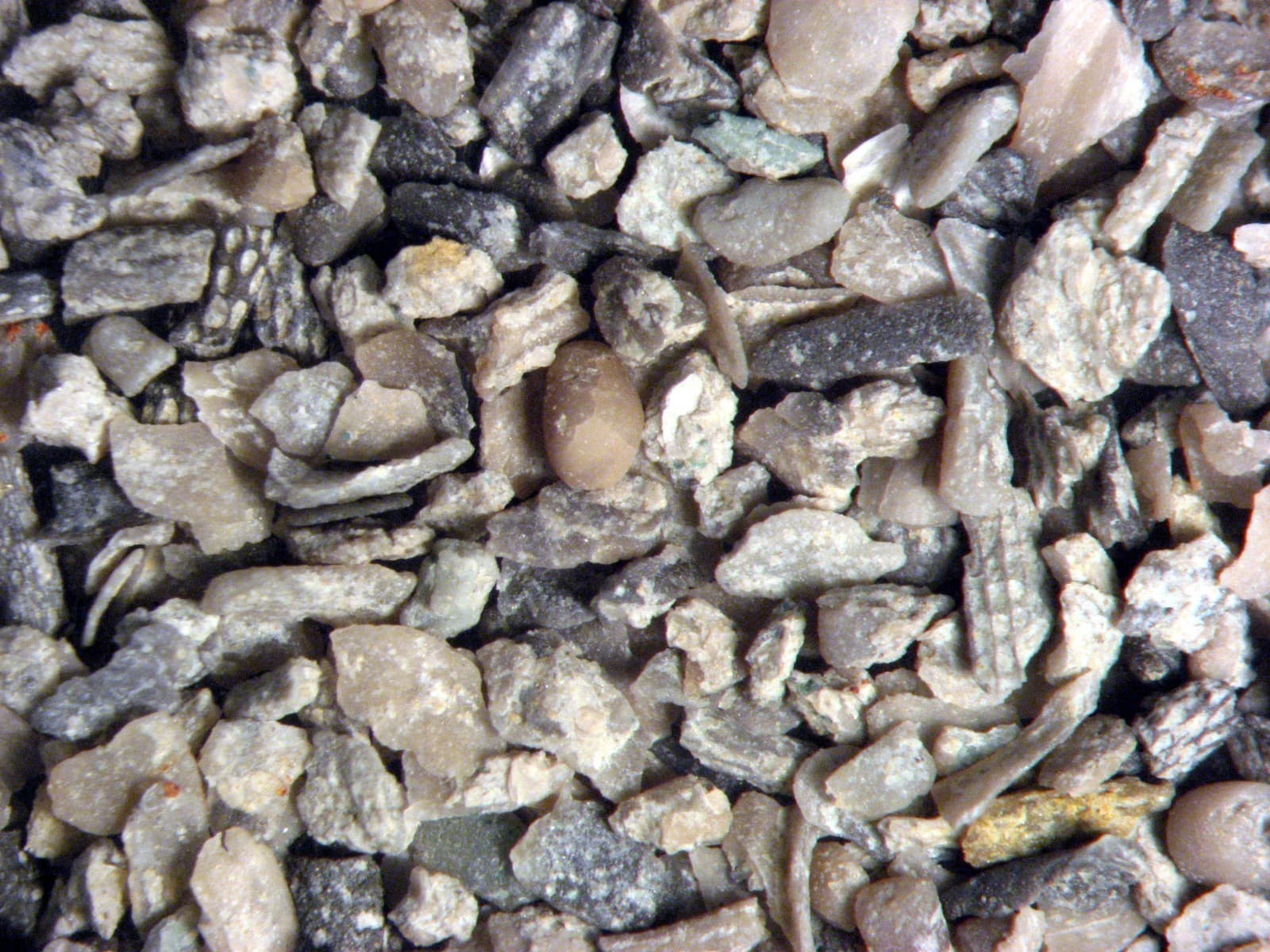 Introduction to Micro fossils teacher kit ~30 students microscope teaching 4