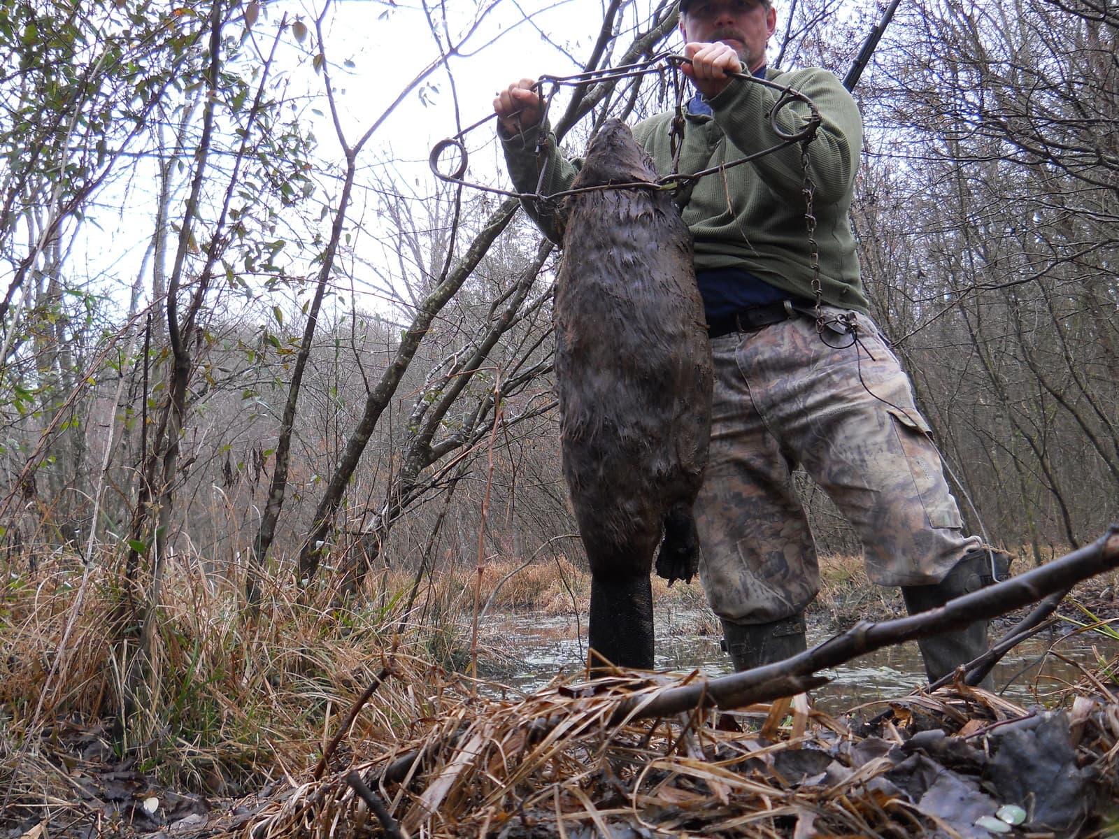 Beaver Lure- w/Castor Gland 1oz. bottle! Traps &Trapping 4