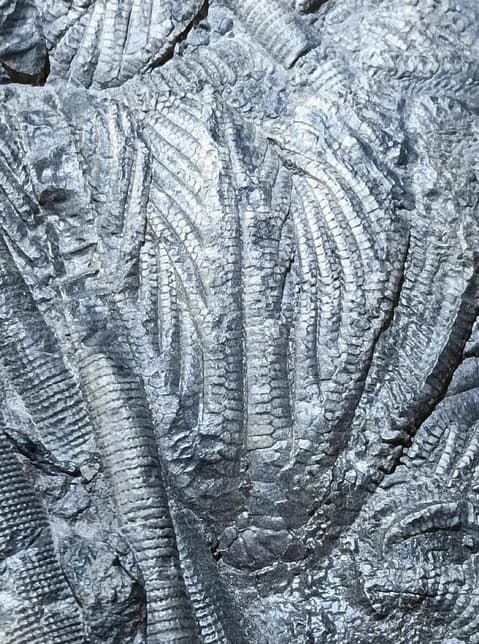 Natural Scale Hairy Sea Lily Elegants Sea Lily Silurian Devonian 9.0×11.1×2.0cm 6