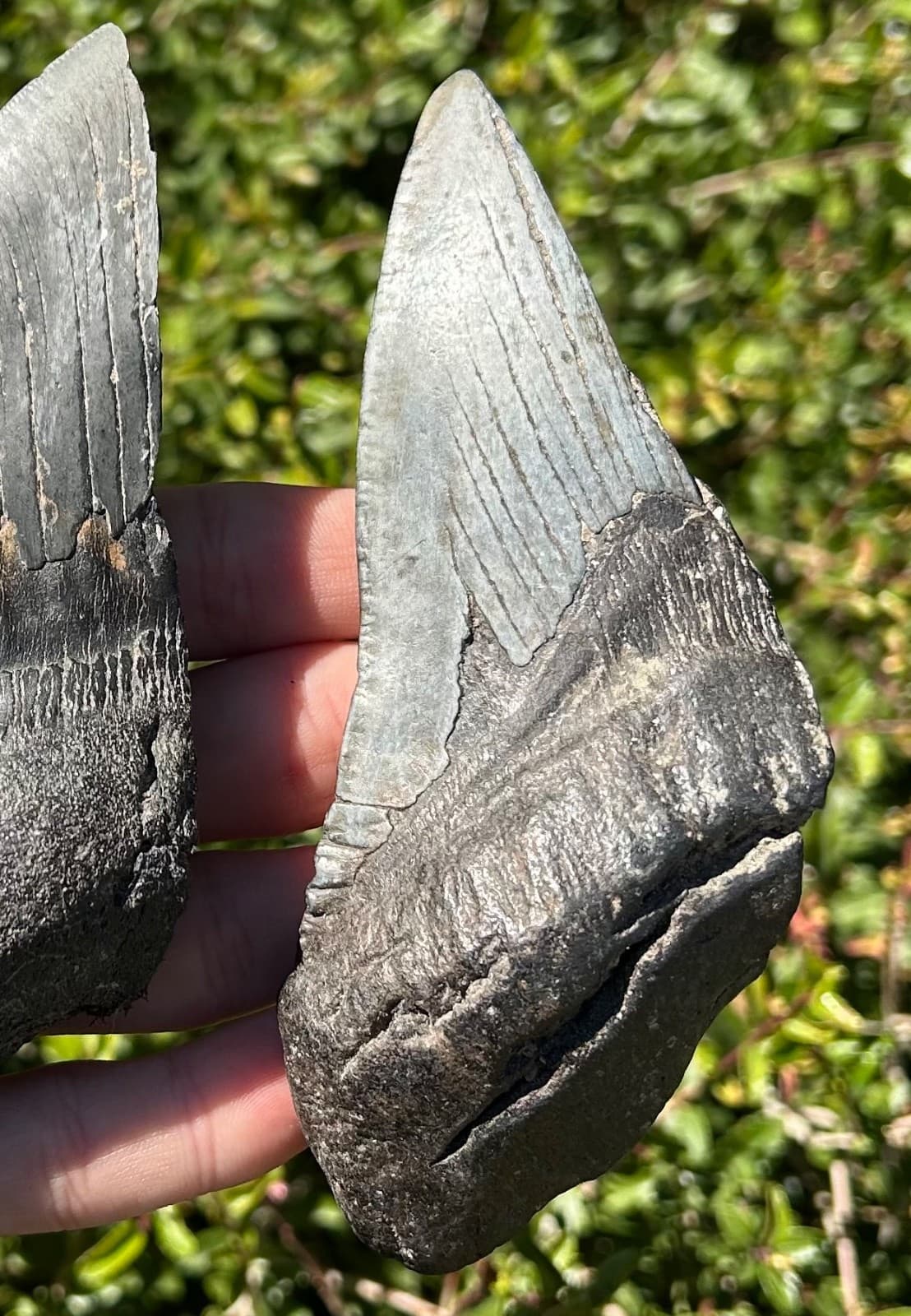 BIG Fossil Megalodon Sharks Teeth LOT 5.08” 4.93” South Carolina Shark Tooth 3