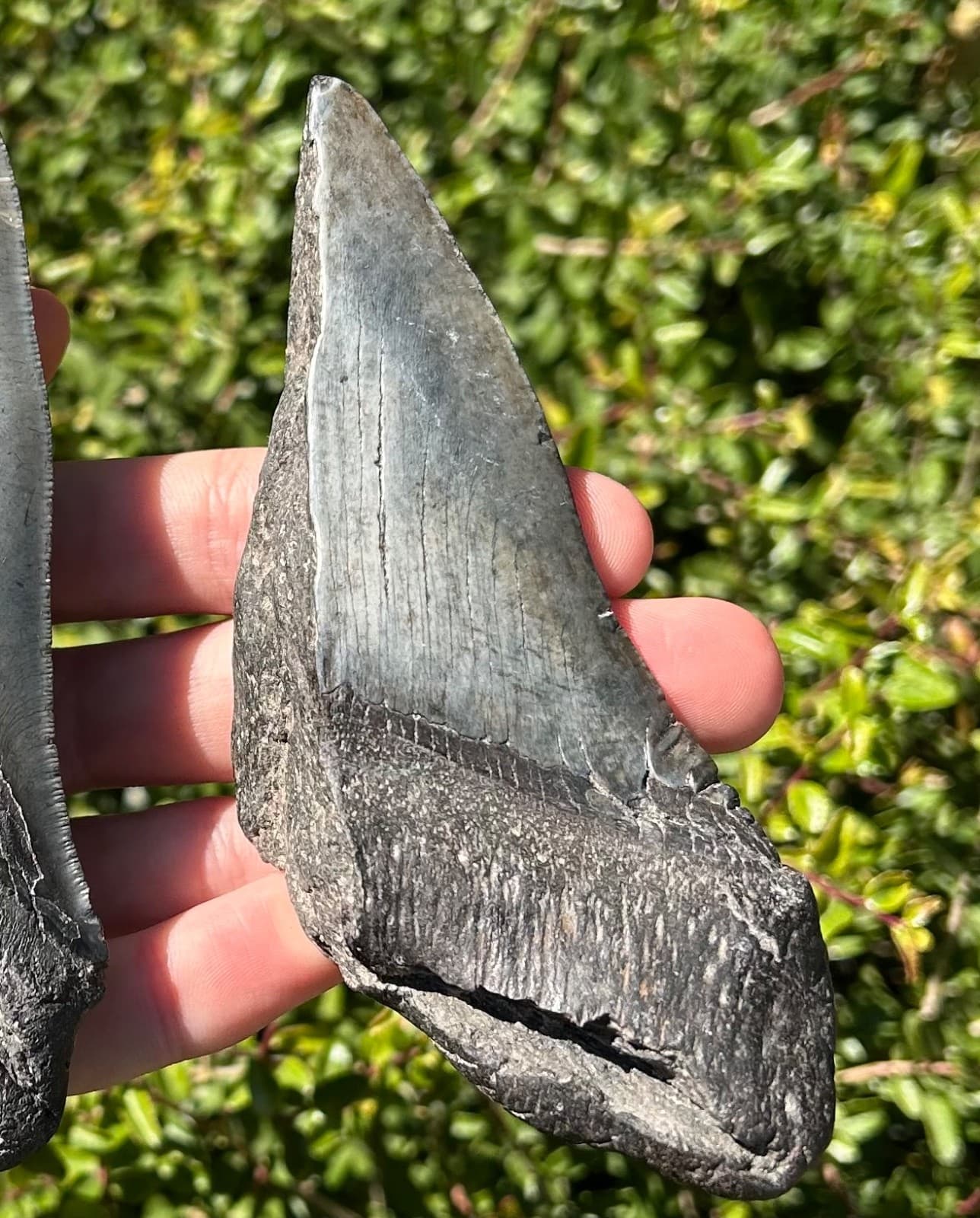 BIG Fossil Megalodon Sharks Teeth LOT 5.08” 4.93” South Carolina Shark Tooth 5