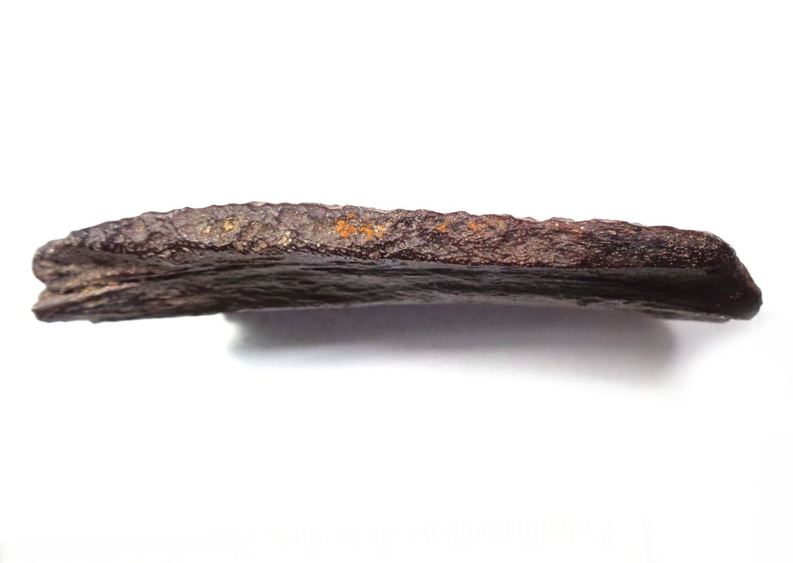 NEWEST! Excellent Turtle-shell, Late Cretaceous, Turonian, 90 ma, Uzbekistan #2 3