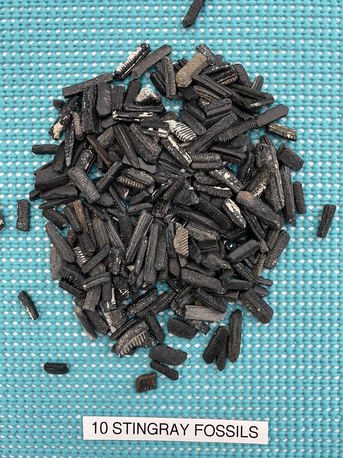 LOT OF 20.. 1/8 - 1/4 Inch ( A ) Quality Fossilized Shark Teeth From Venice Fl. 6