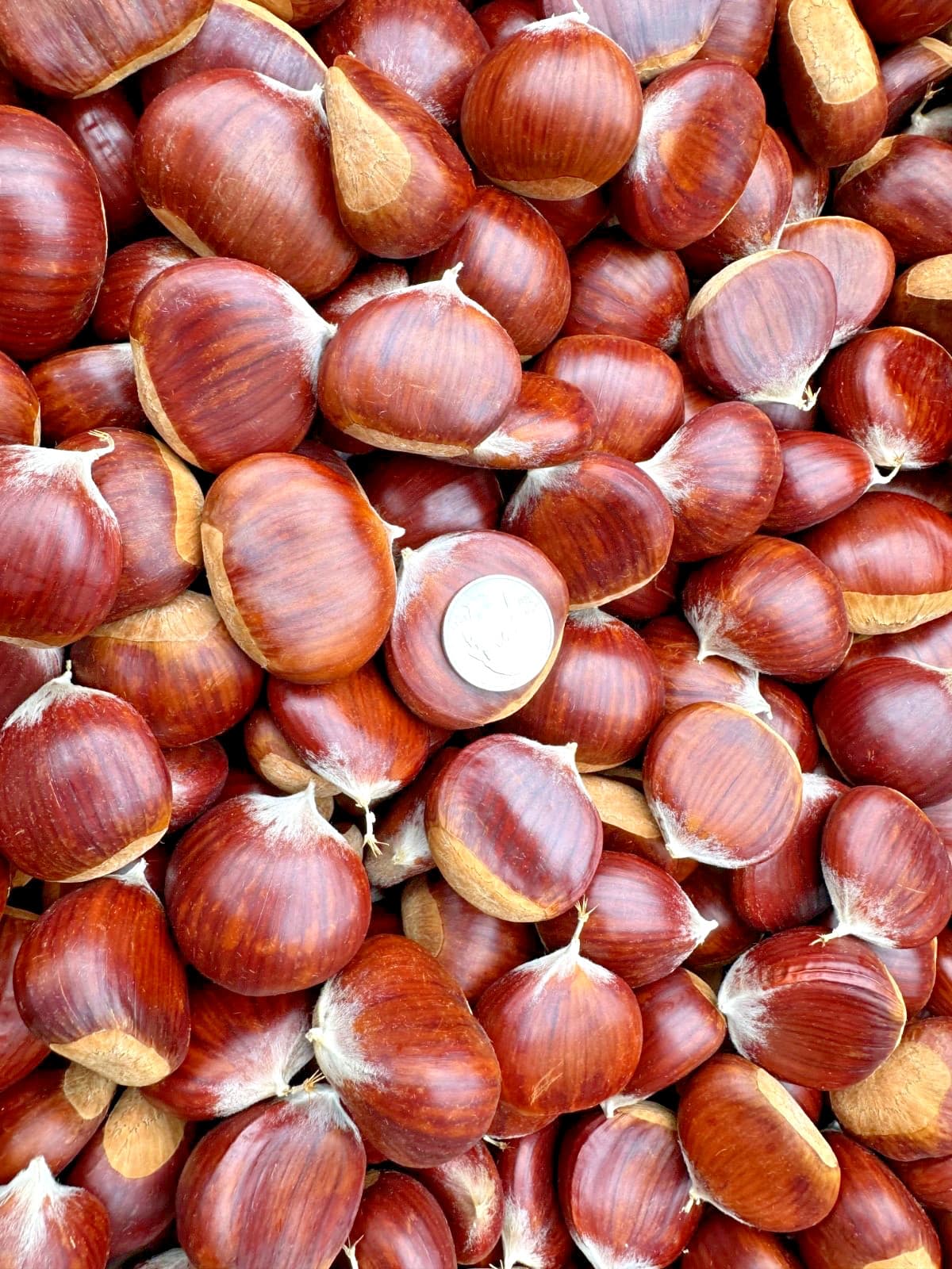 Fresh Oregon Chestnuts *LARGE* 3 lbs. 4