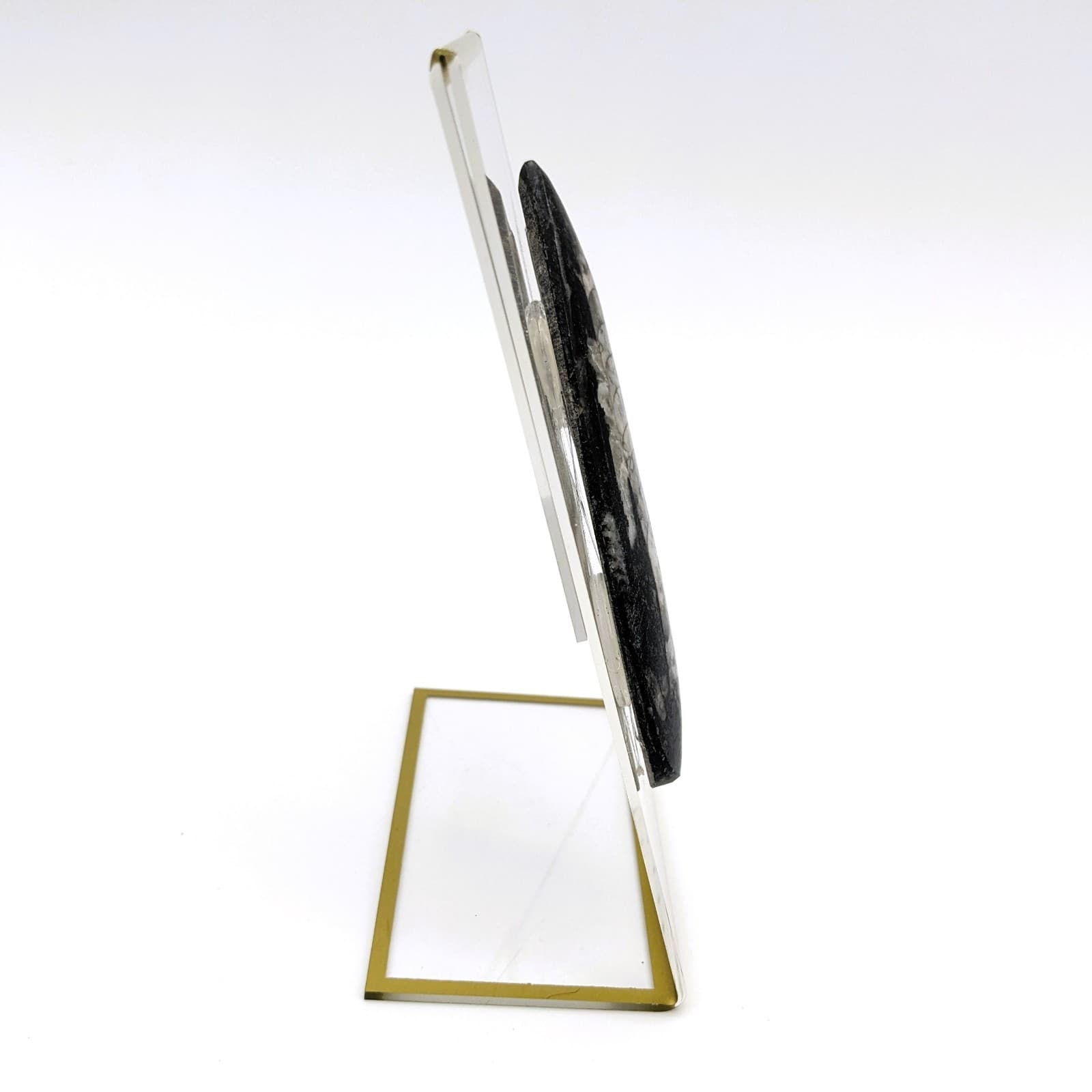 Fossil of Orthoceras on Display Real Fossil Specimen Polished From 450 Million y 3