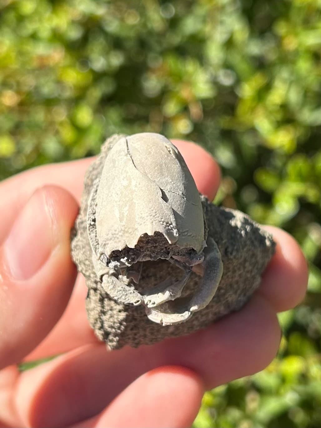 Florida Fossil Crab in Matrix Ranilia muriceta Pliocene Age Crustacean Rare 3