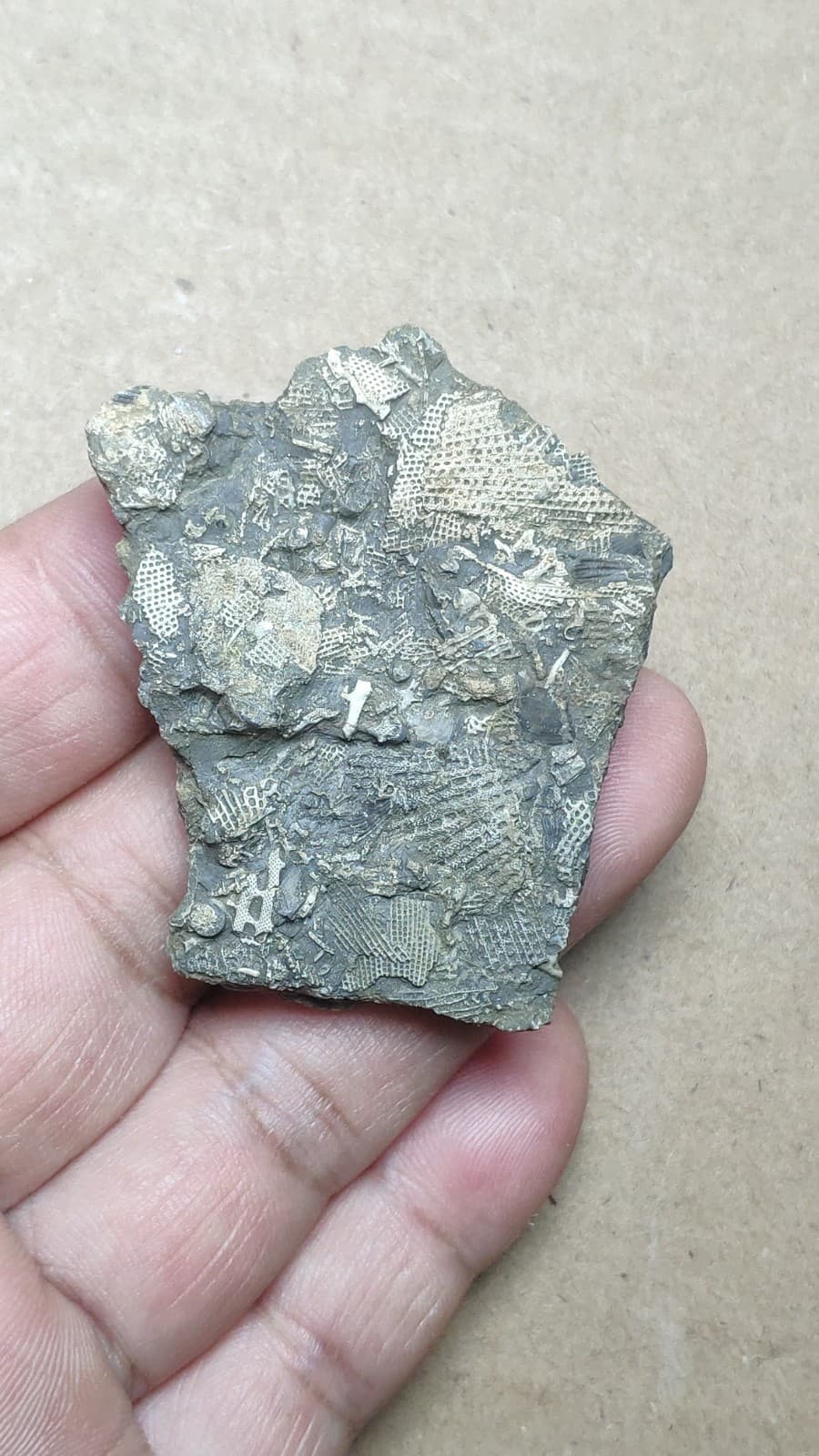 26g Bryozoa specimen from Cambrian Period 6